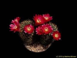 Sulcorebutia steinbachii v. markusii WR195 1247